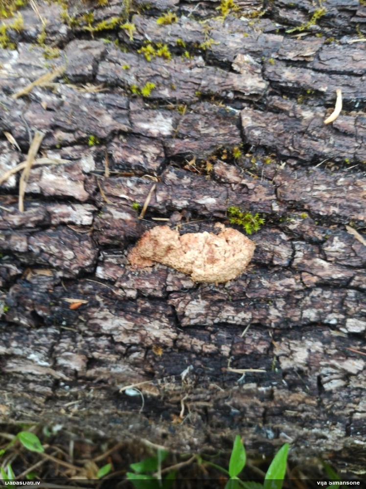 Rūsganais ragansviests