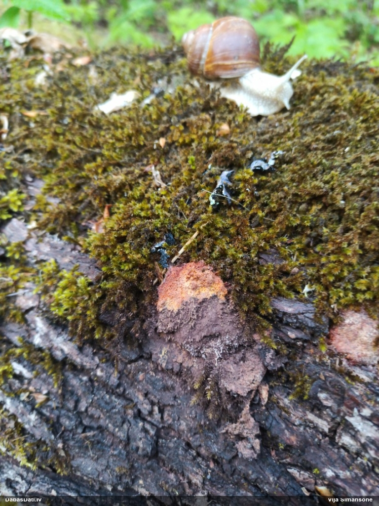 Rūsganais ragansviests