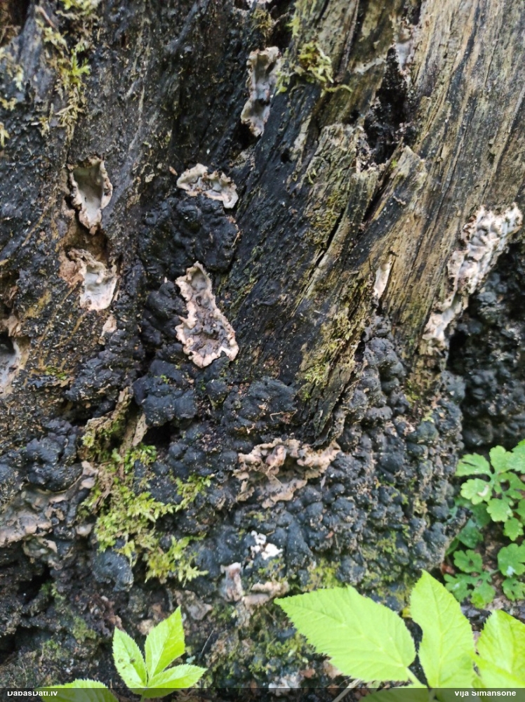 Ogļmelnā grubulene