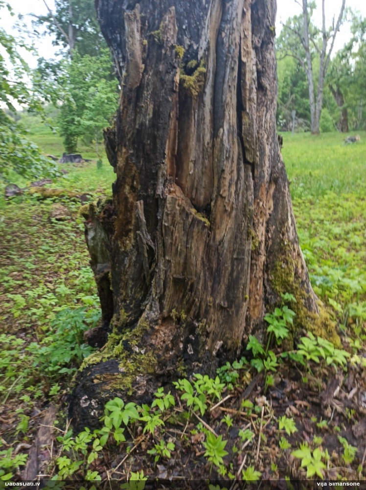 Ogļmelnā grubulene