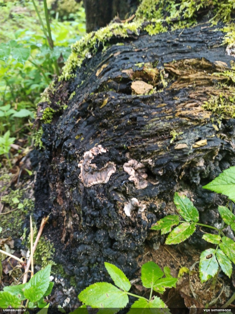 Ogļmelnā grubulene