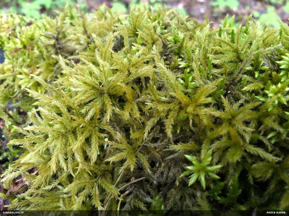 Parastā kociņsūna