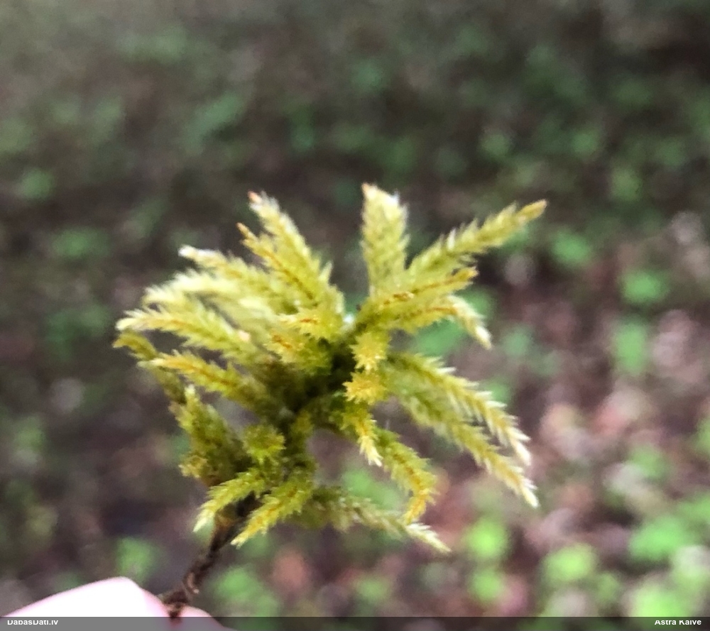 Parastā kociņsūna