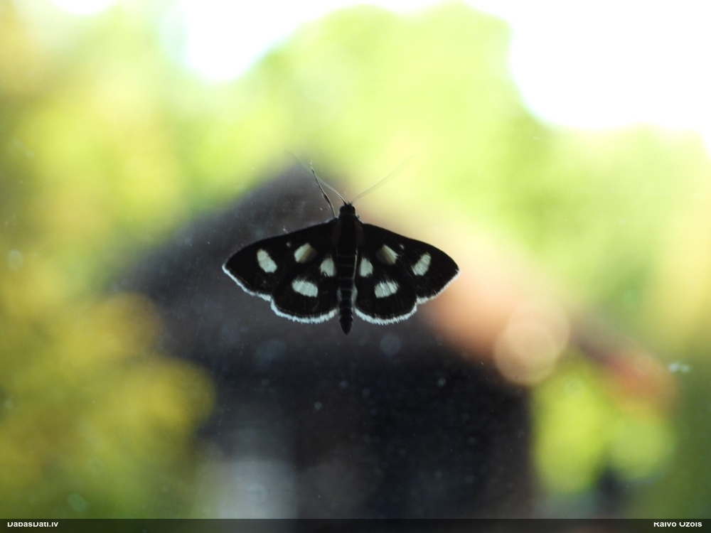 Zāļsvilnis Anania funebris