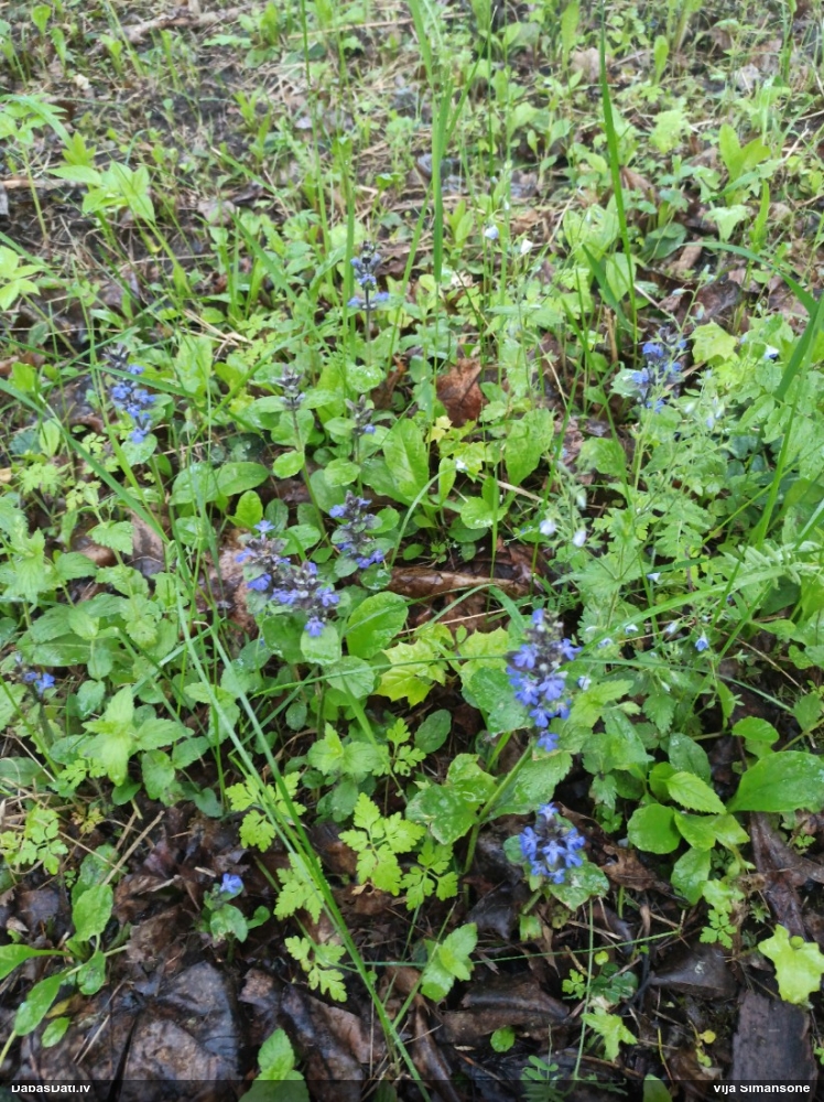 живучка ползучая