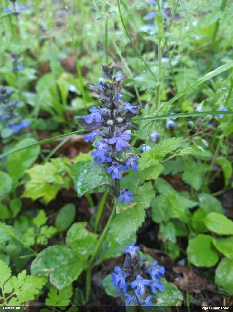 живучка ползучая