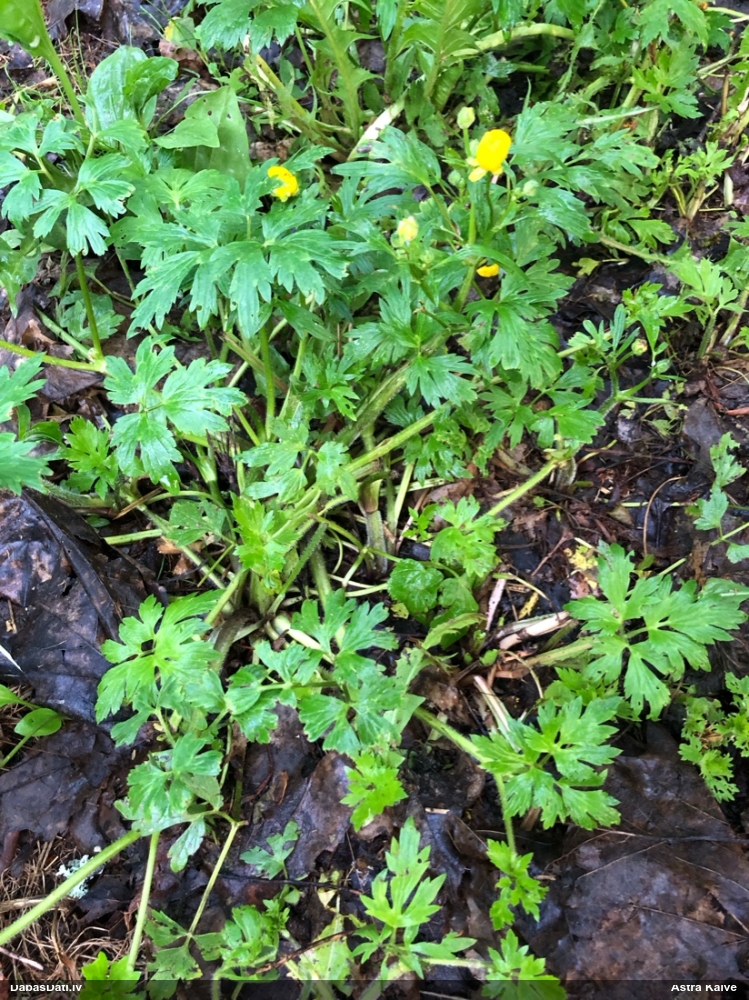 лютик ползучий