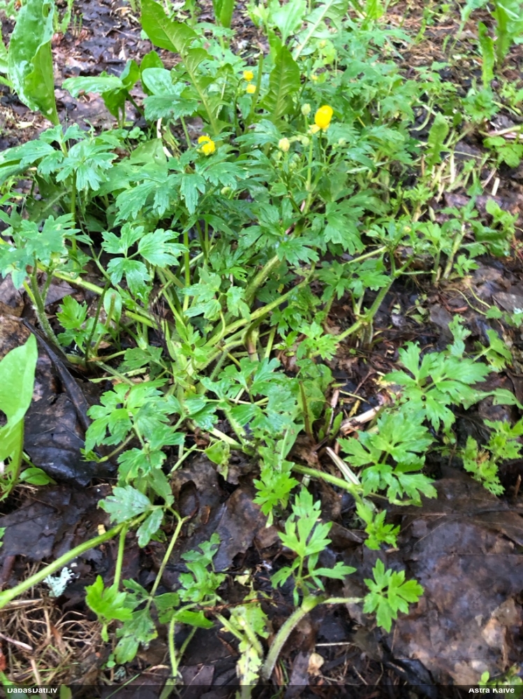 лютик ползучий