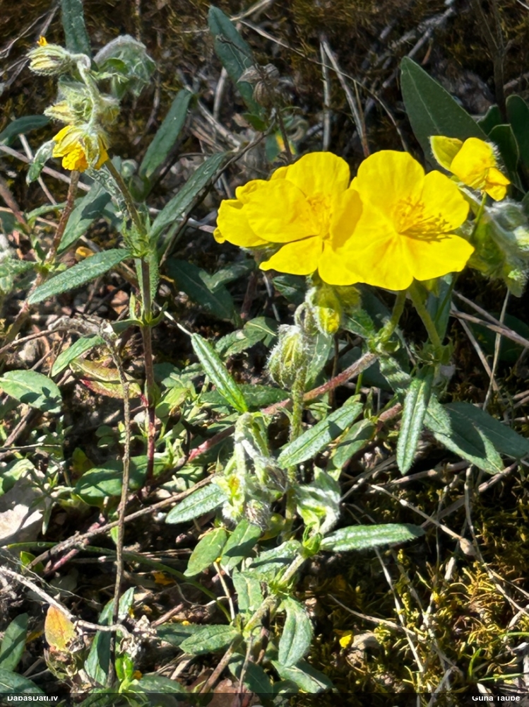 солнцецвет монетолистный