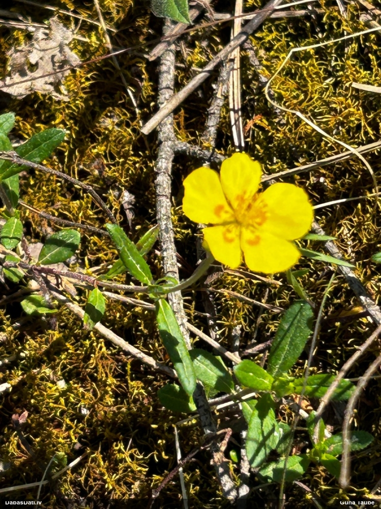 солнцецвет монетолистный