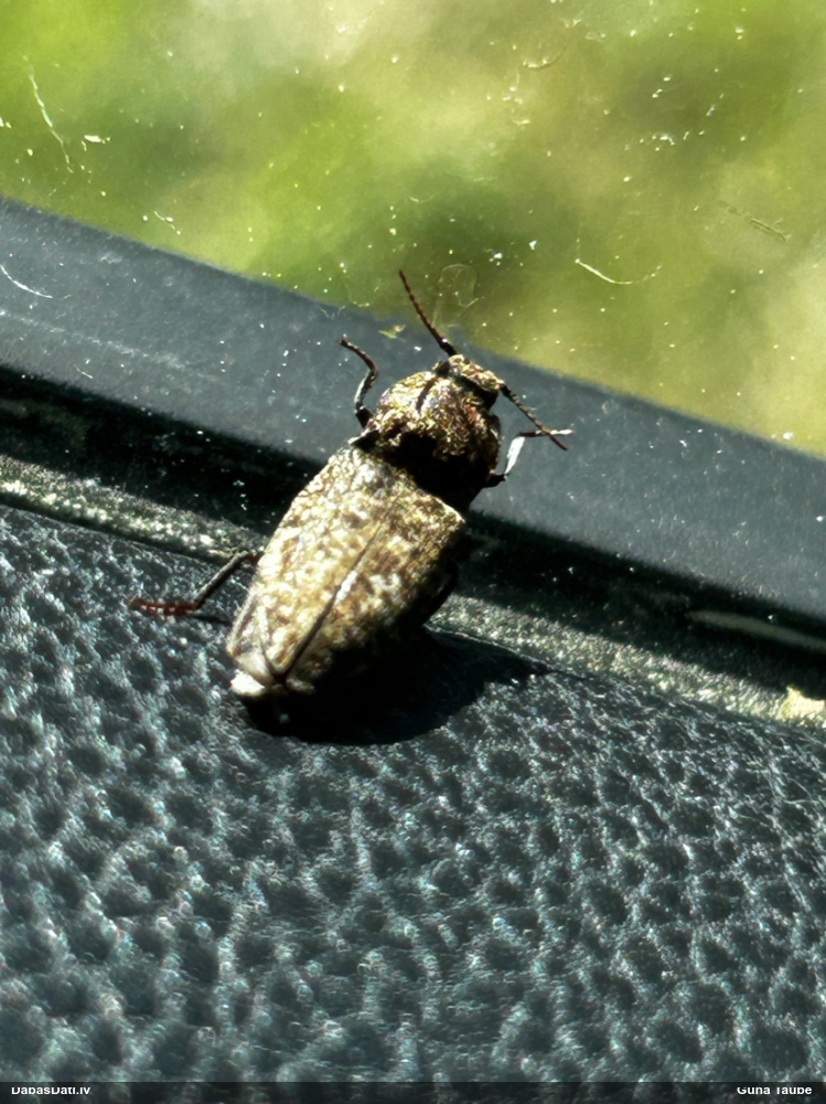 Sprakšķis Agrypnus murinus