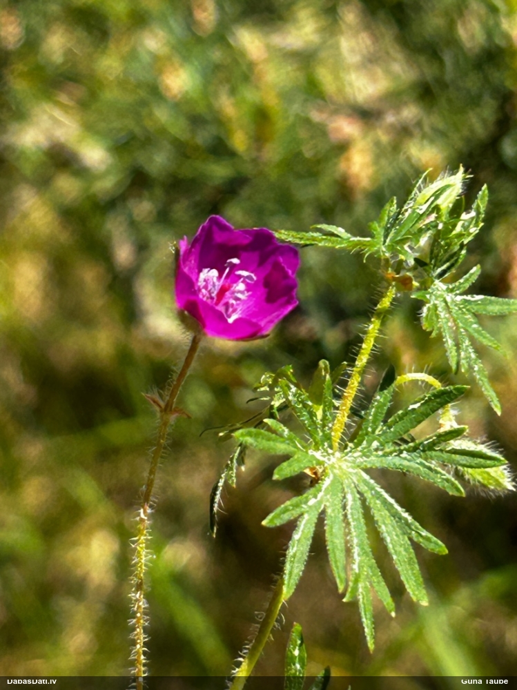 герань кроваво-красная
