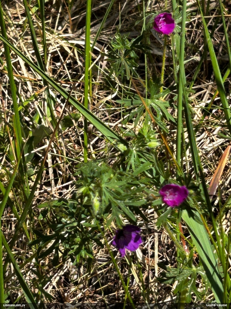 герань кроваво-красная