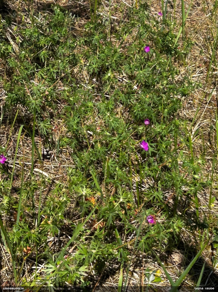 герань кроваво-красная