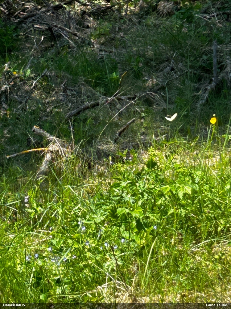 Krūkļu baltenis, citrontauriņš