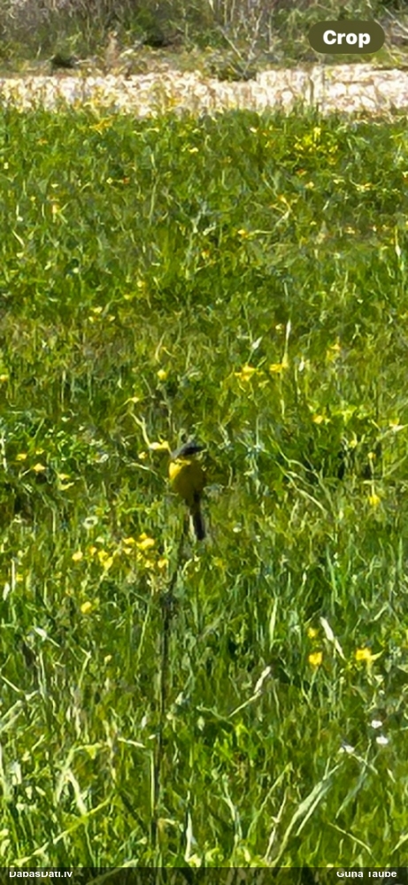 желтая трясогузка