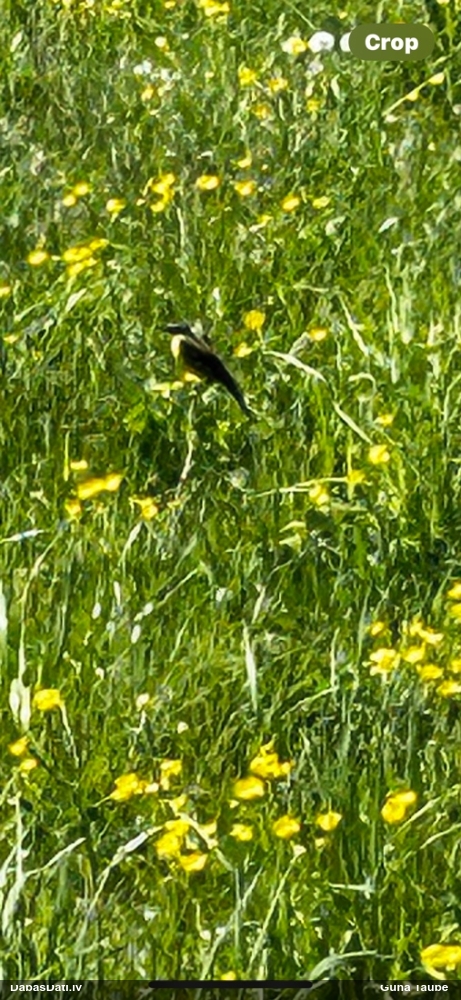 желтая трясогузка