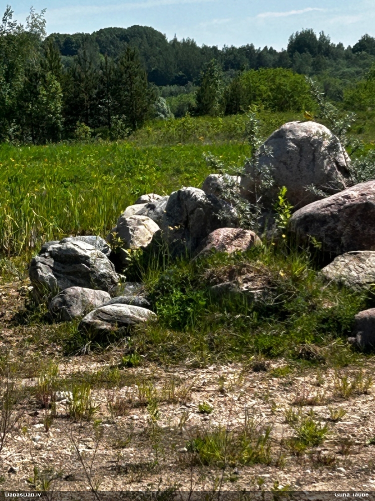 желтая трясогузка