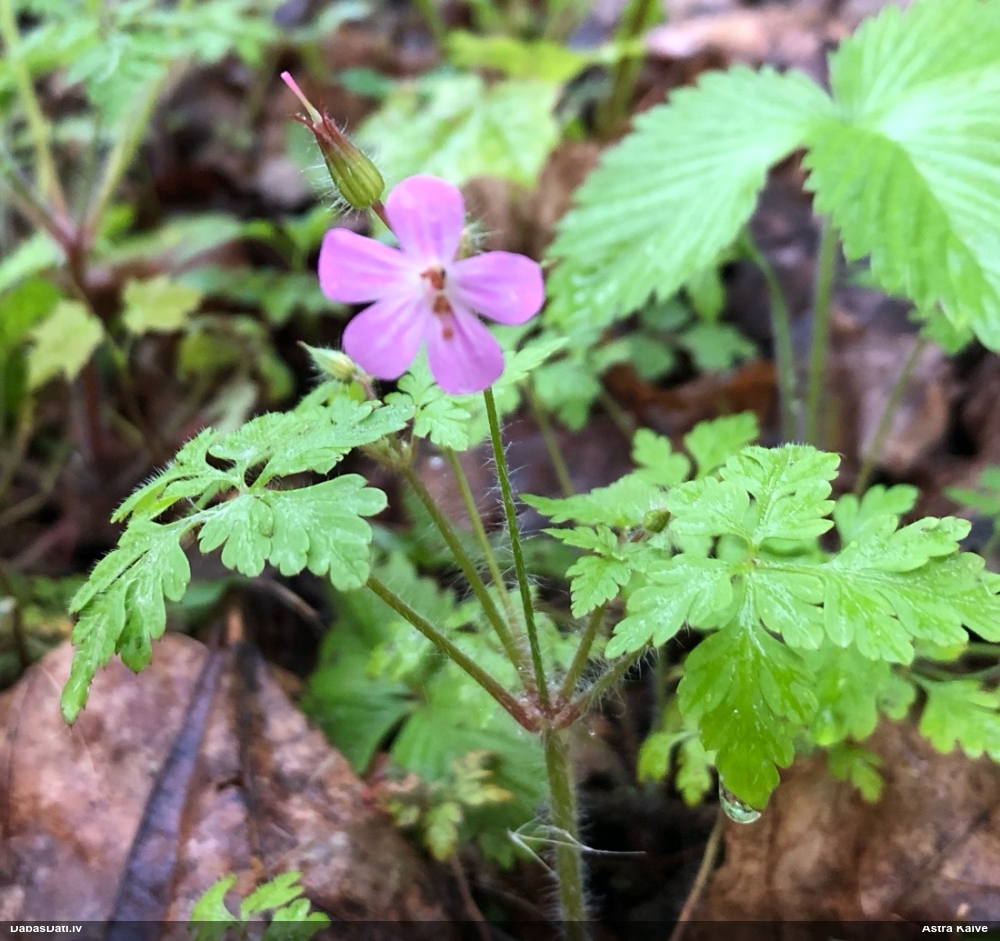 герань Роберта