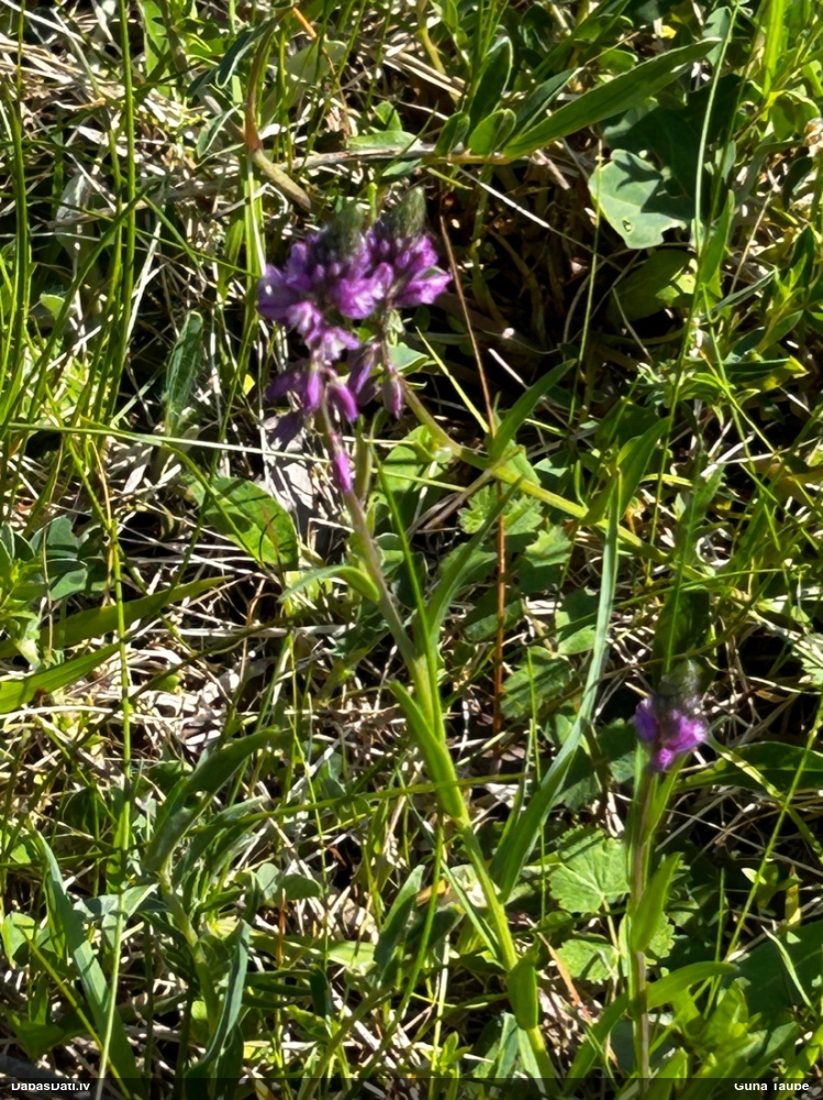 истод хохлатый