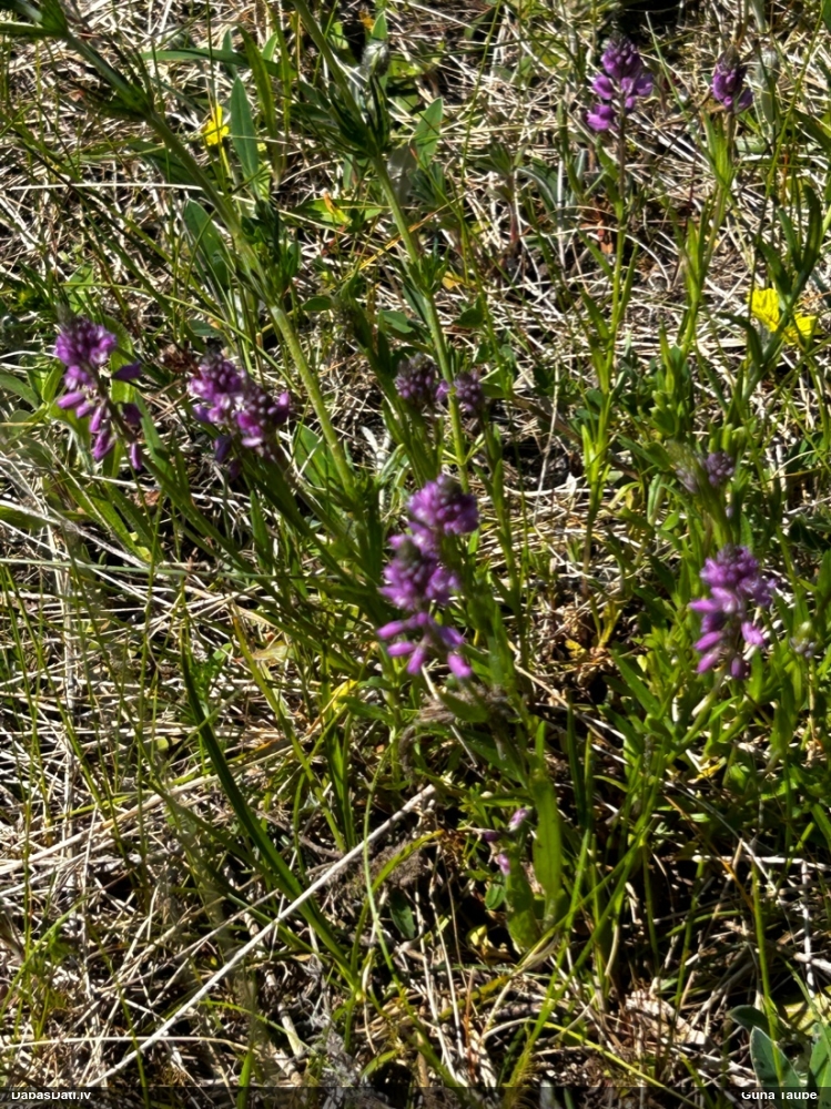 истод хохлатый