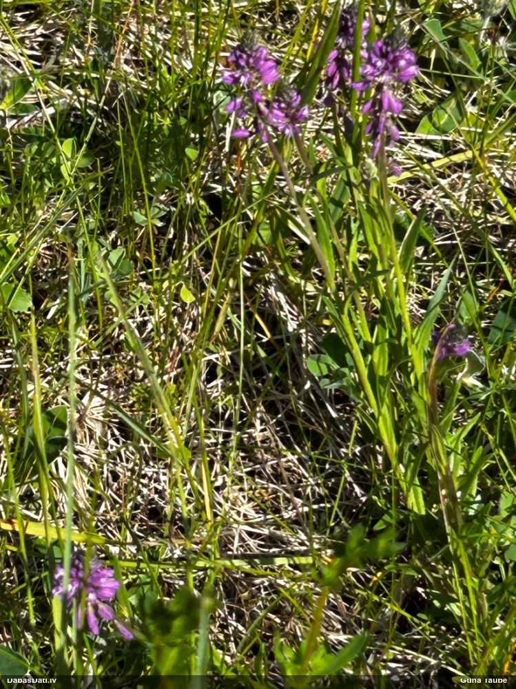 истод хохлатый