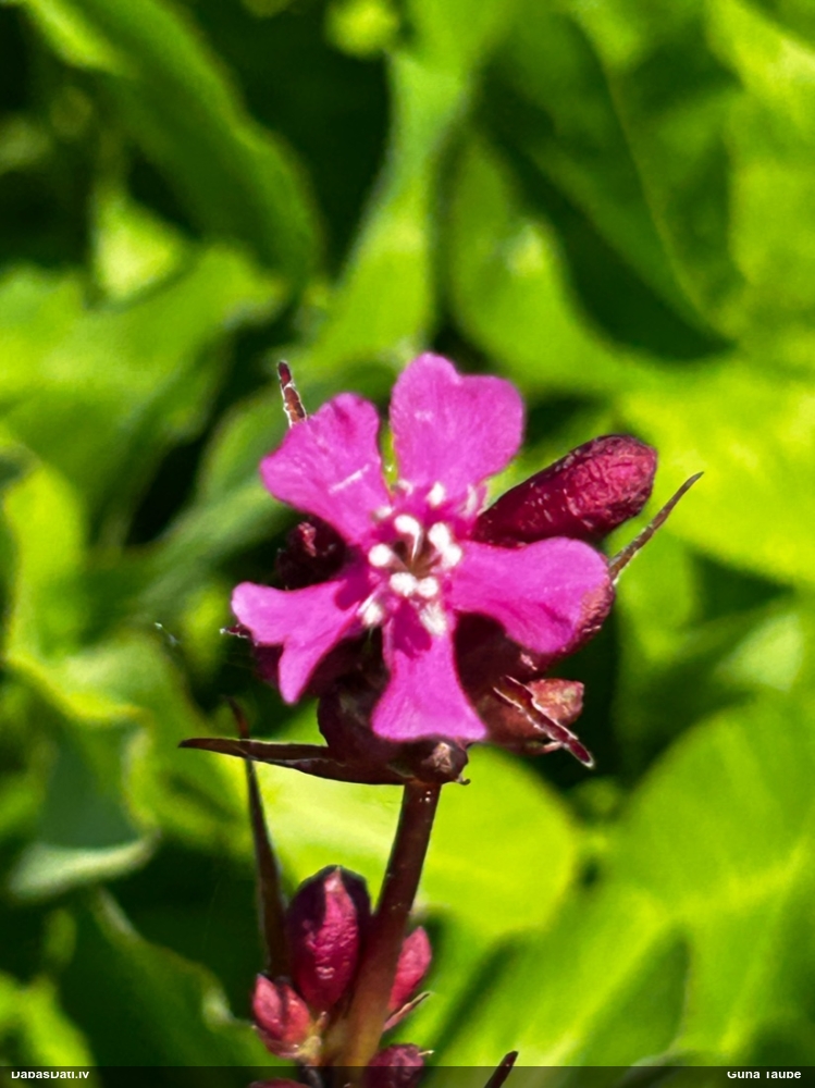 смолка обыкновенная