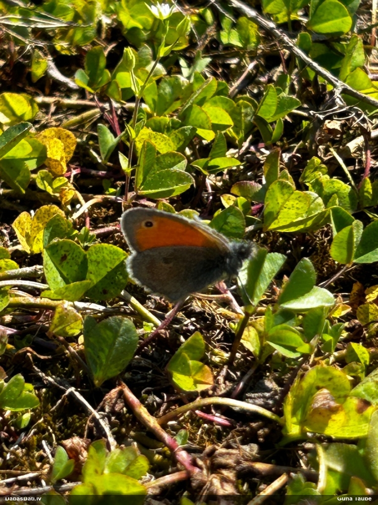Parastais sīksamtenis