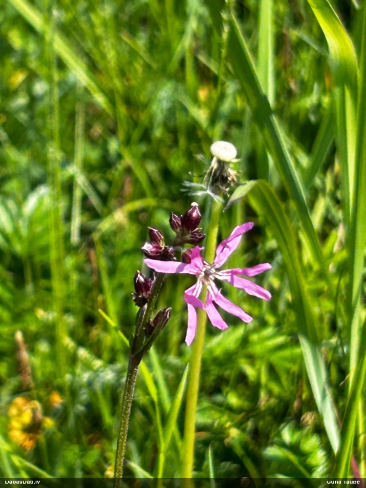 горицвет кукушкин