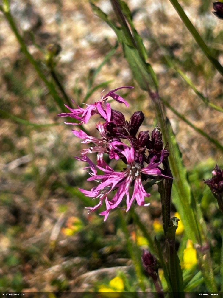 горицвет кукушкин