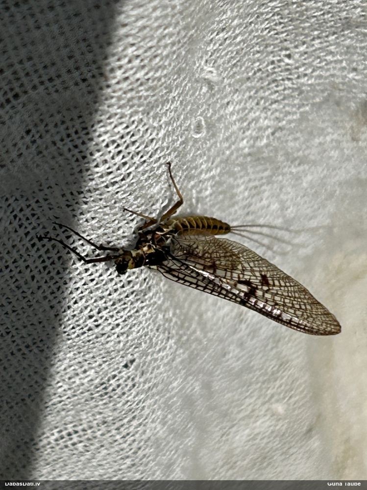 Viendienīte (nenoteikta)