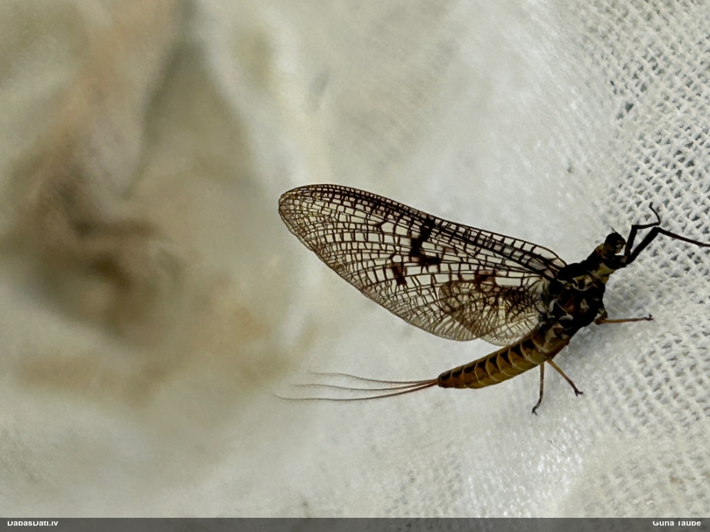 Viendienīte (nenoteikta)