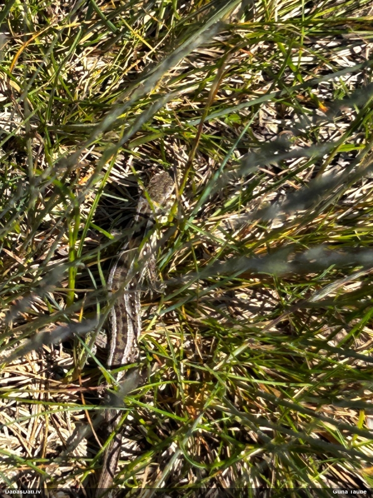 живородящая ящерица