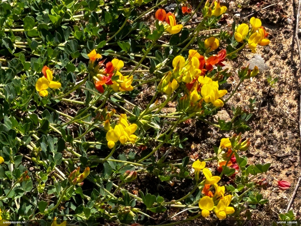 лядвенец рогатый