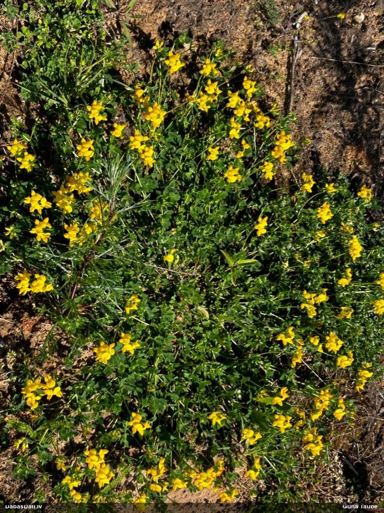 лядвенец рогатый