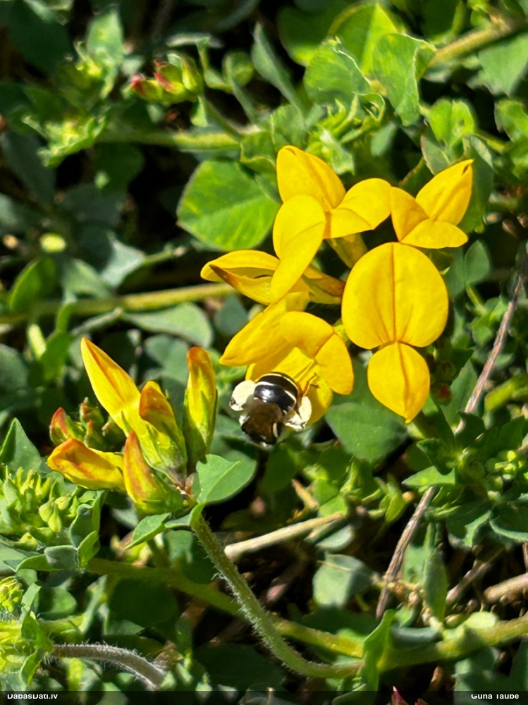 лядвенец рогатый
