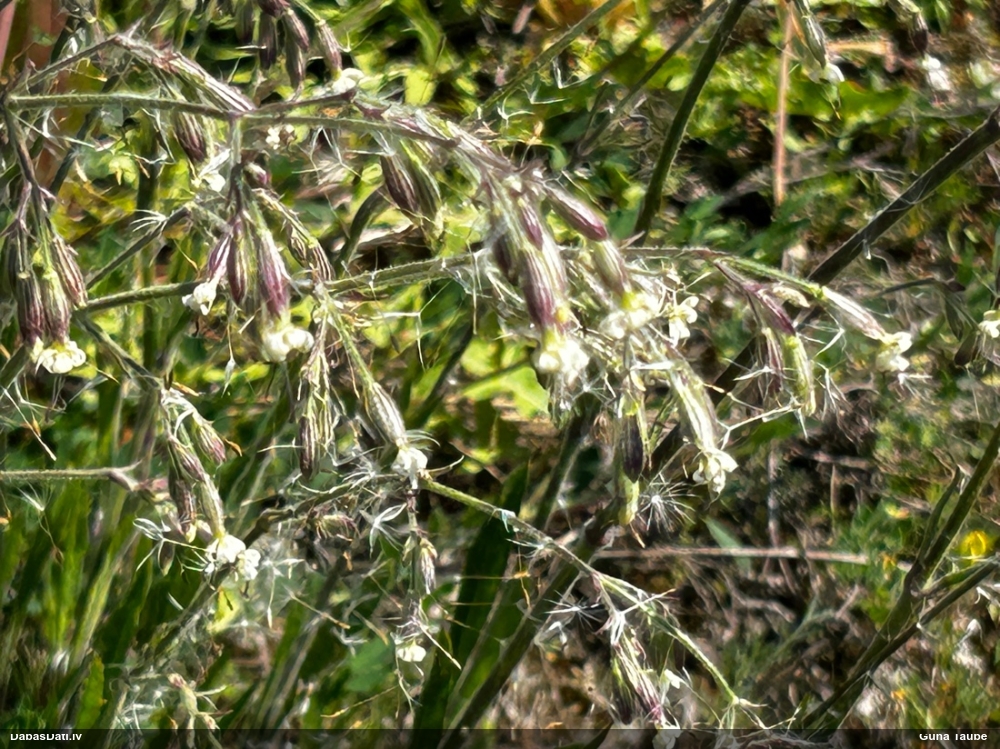 смолевка поникшая