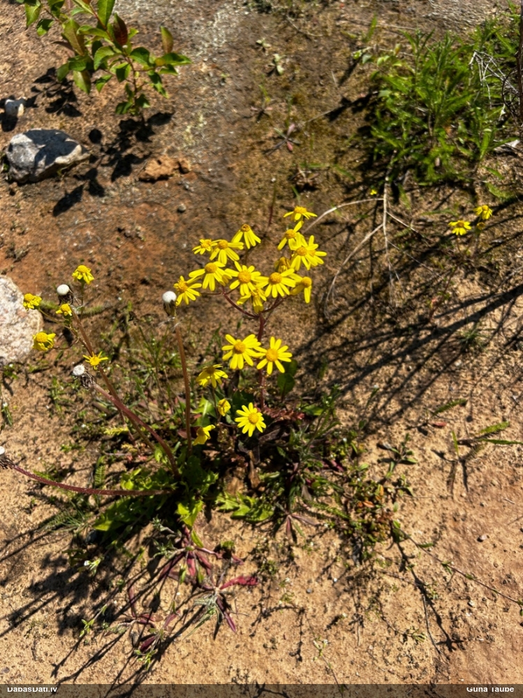 Krustaine (nenoteikta)