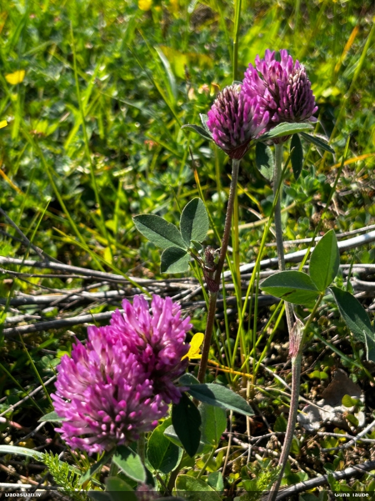 клевер луговой