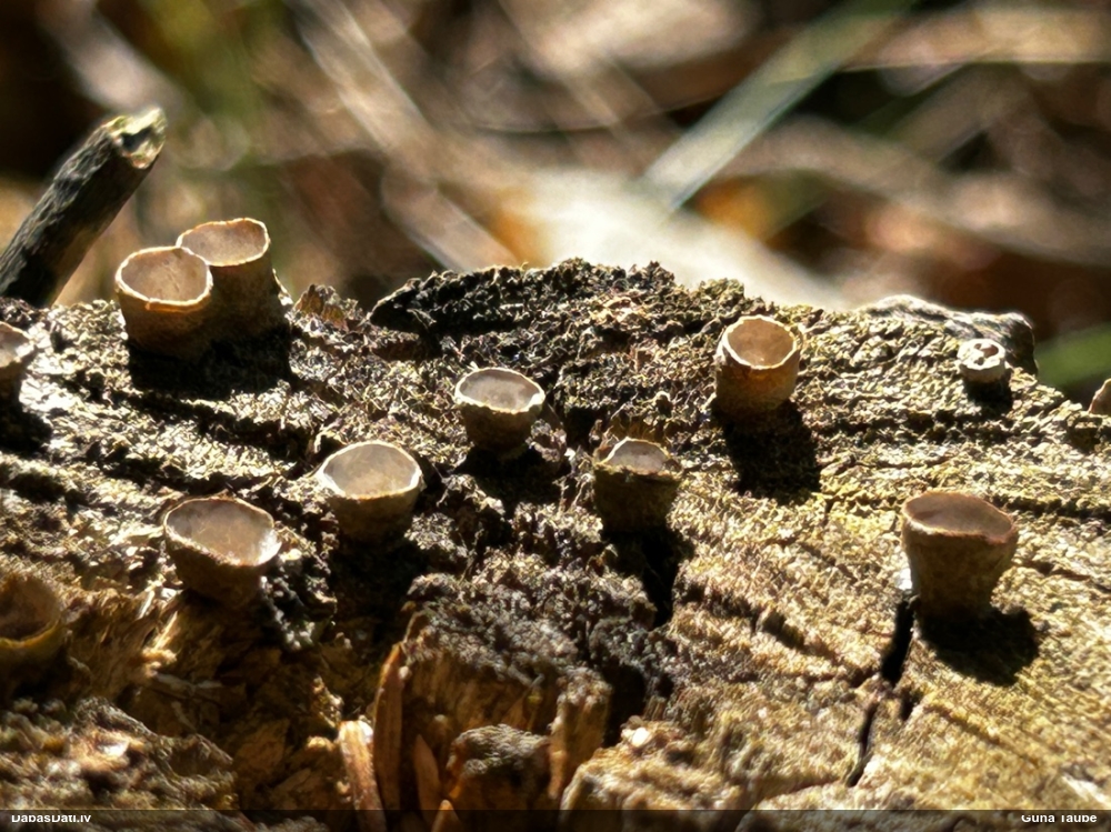 Askusēne (nenoteikta)