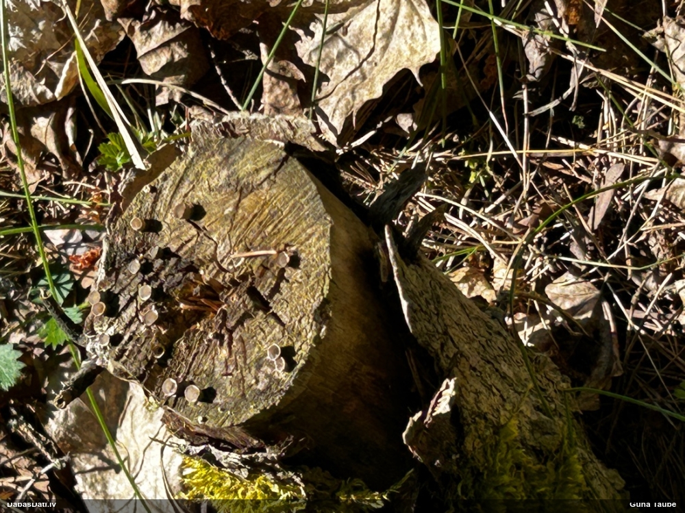 Askusēne (nenoteikta)