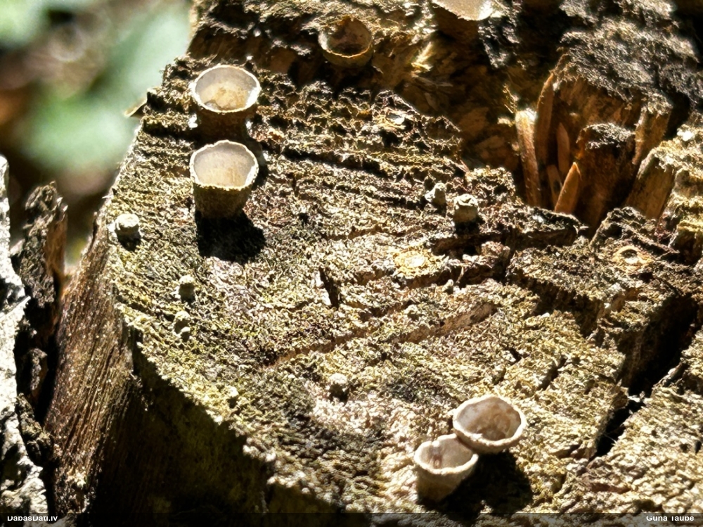 Askusēne (nenoteikta)