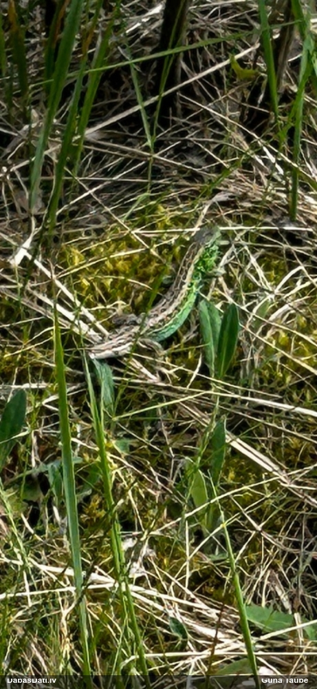 прыткая ящерица