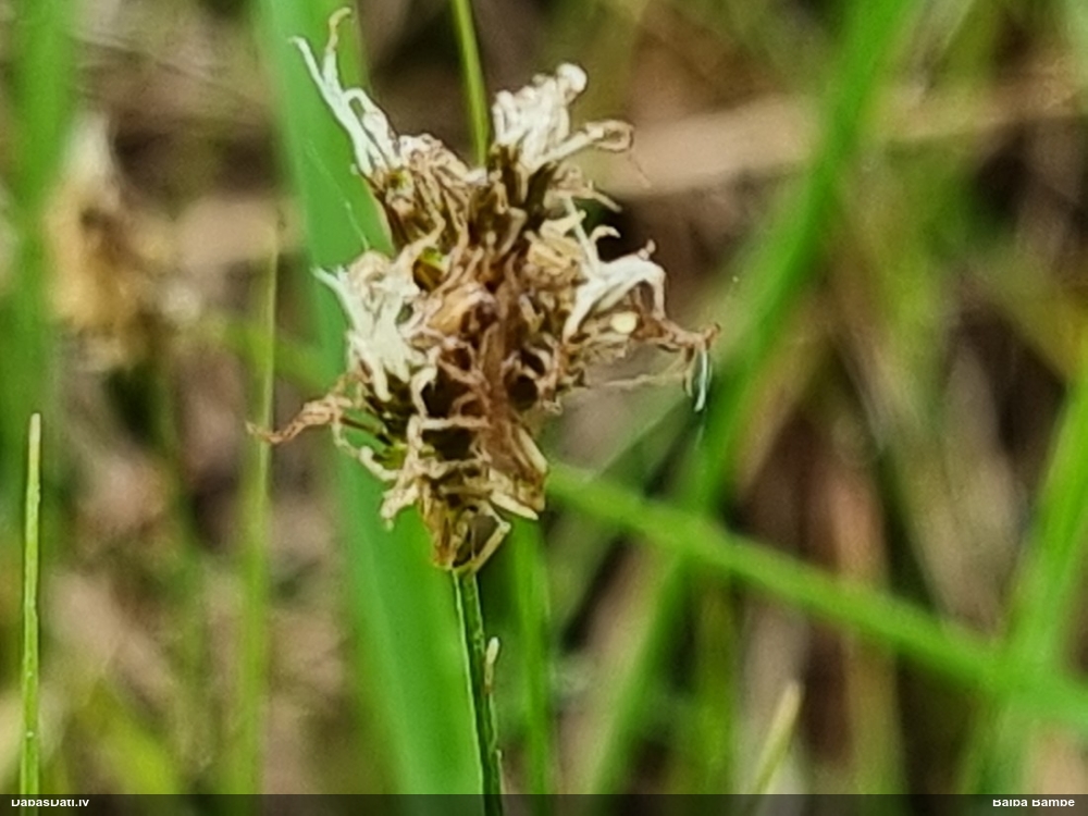 осока ранняя