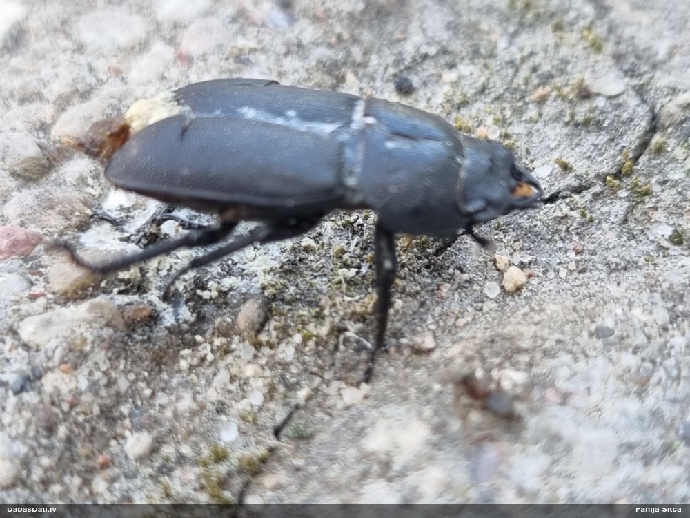 Blāvā briežvabole