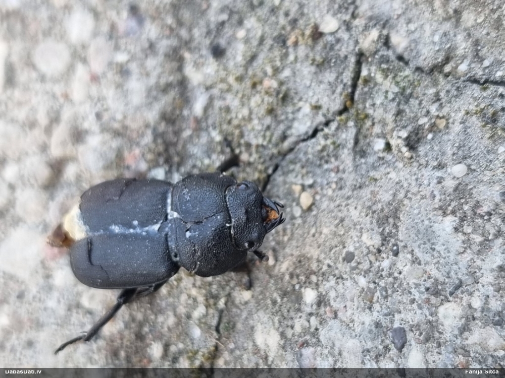 Blāvā briežvabole