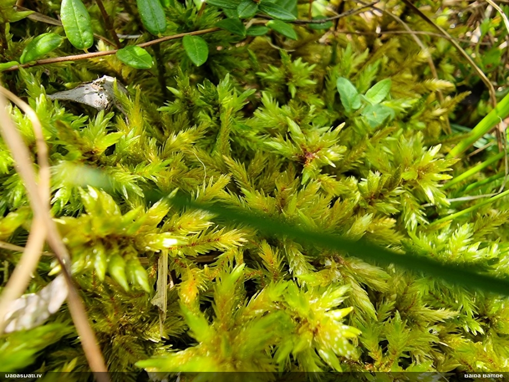 Parastā kociņsūna