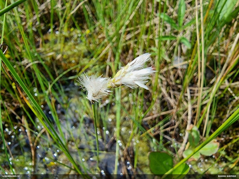 пушица стройная