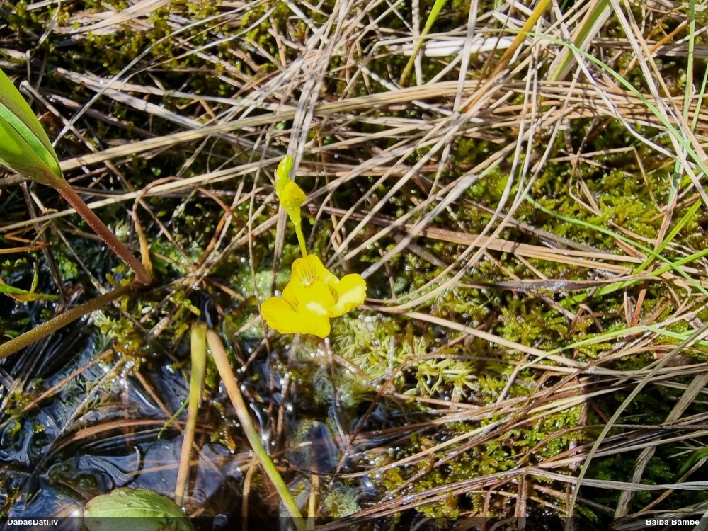 пузырчатка средняя