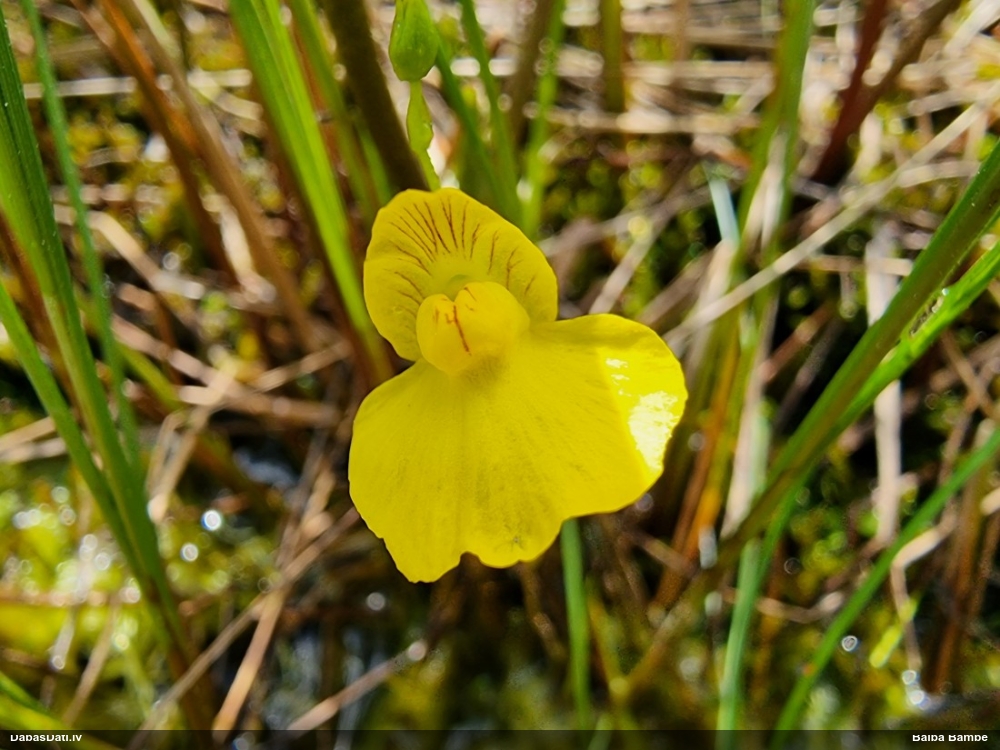 пузырчатка средняя